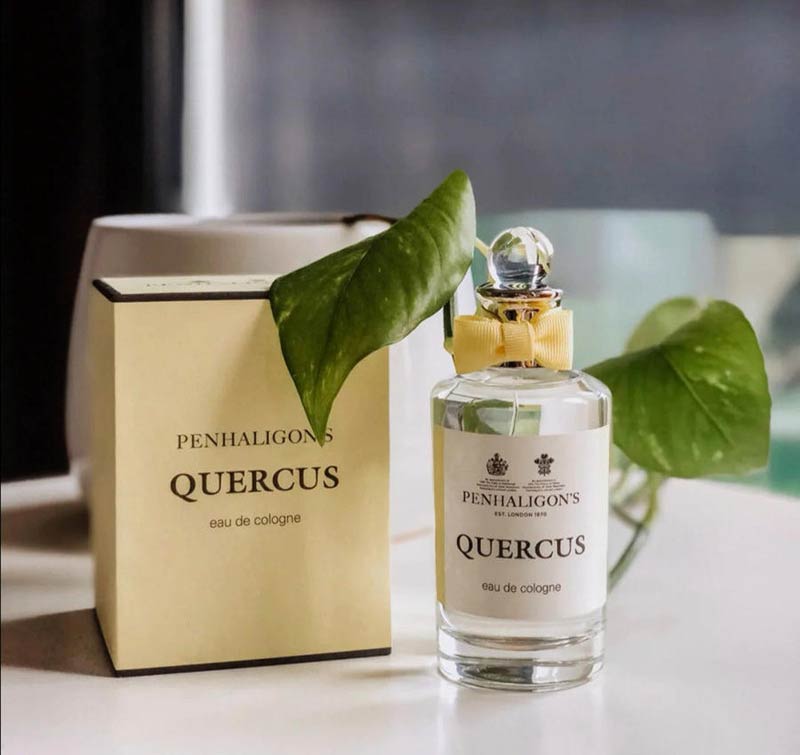 Quercus 皇家橡樹